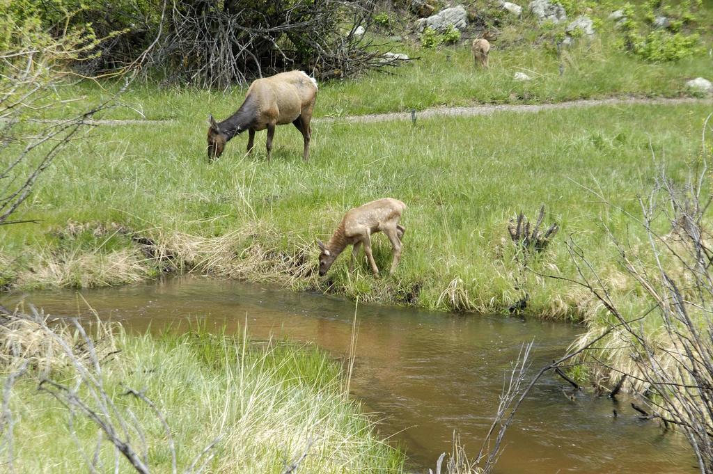 Wildwood Inn Estes Park Kültér fotó