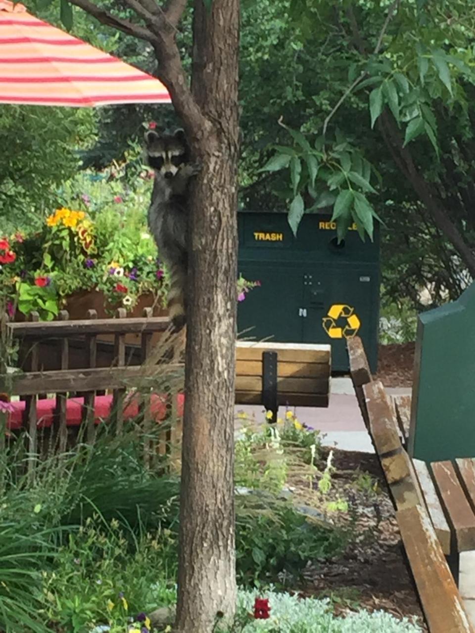 Wildwood Inn Estes Park Kültér fotó
